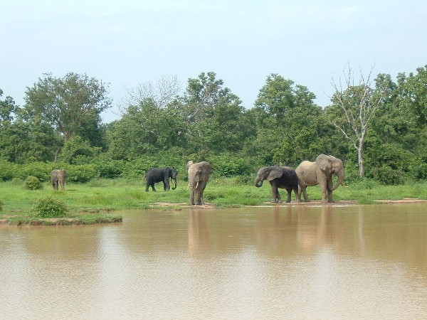 Elephants on the Bank